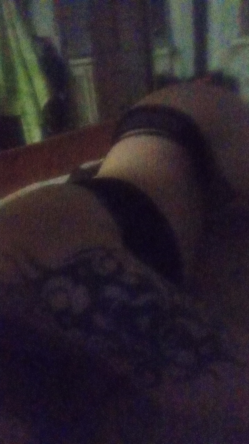 Александра : проститутки индивидуалки в Омске